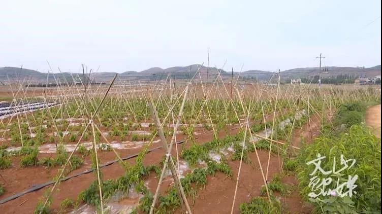 腾博会官网·专业效劳,诚信为本